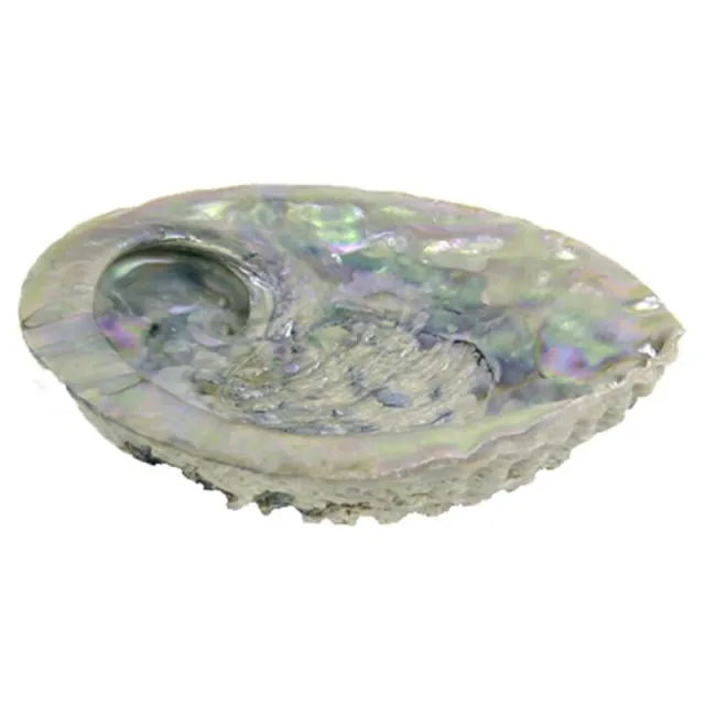 Abalone skjell