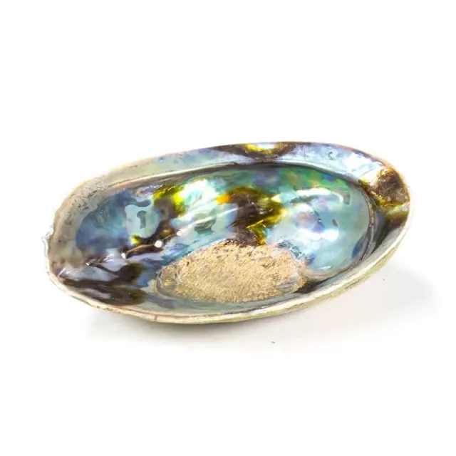 Abalone skjell regnbue