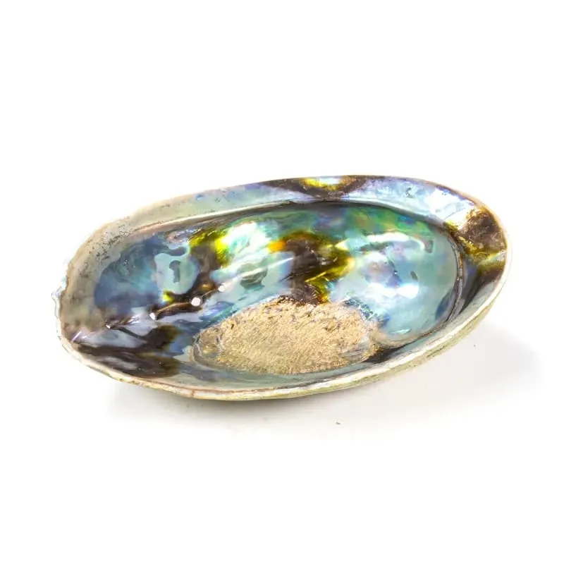 Abalone skjell regnbue perfekt til salvien når du skal rense hus, krystaller eller deg selv.